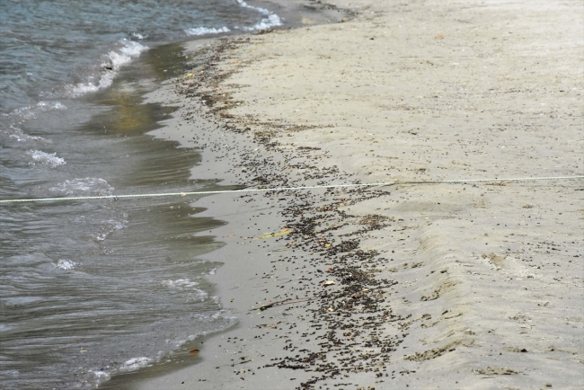 Muğla'da sahile ölü arılar vurdu